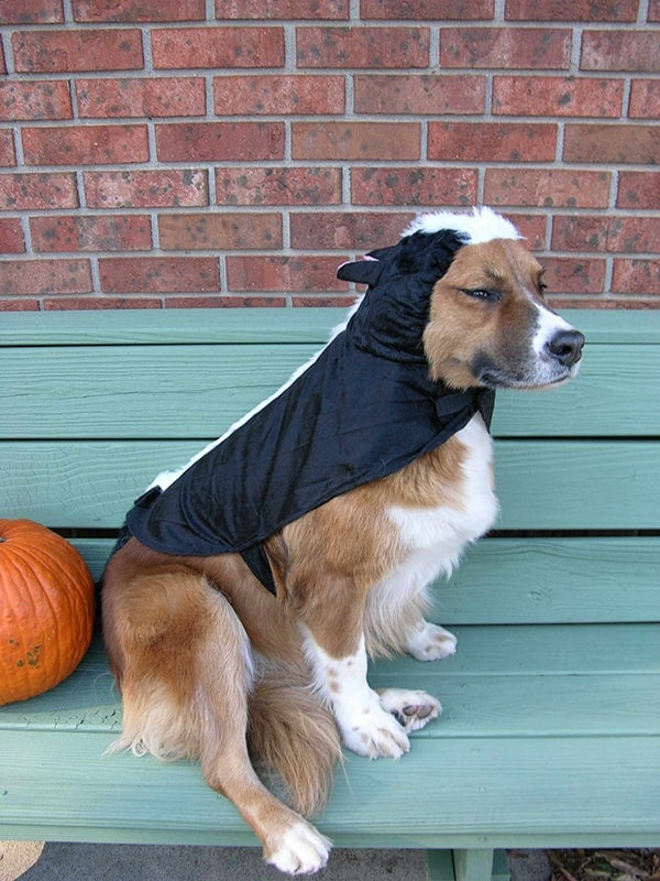 A dog sitting on top of a bench next to a pumpkin.