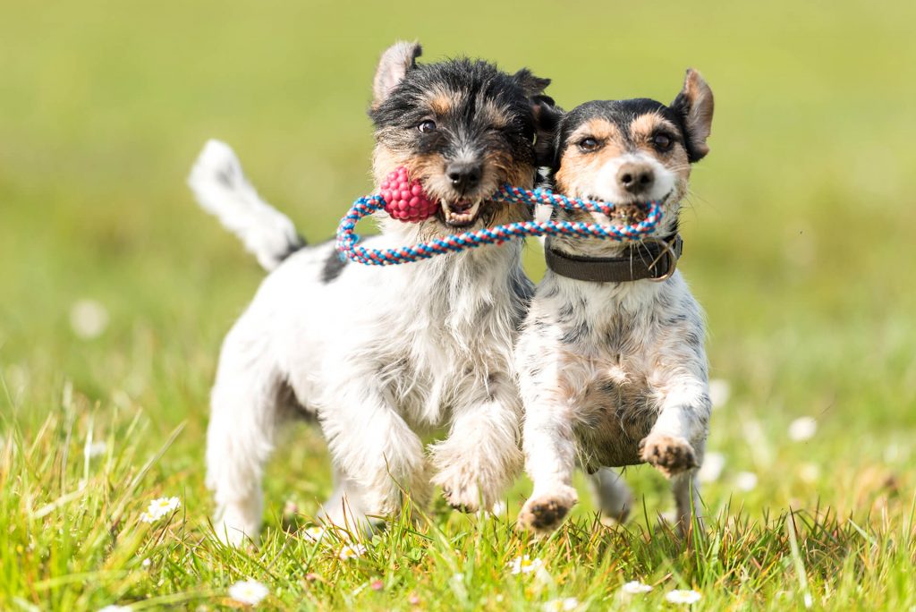 dogs playing with rope