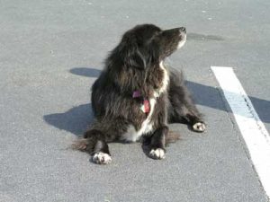 dog in parking lot