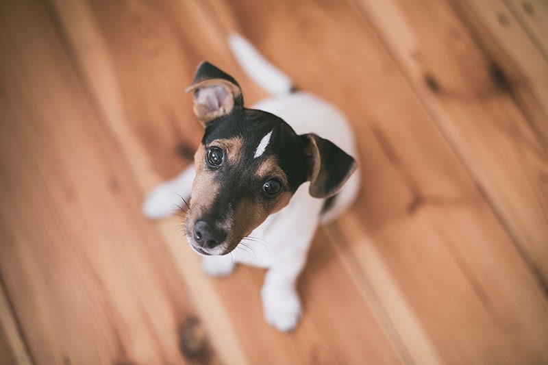 A dog sitting on the floor looking up at the camera.