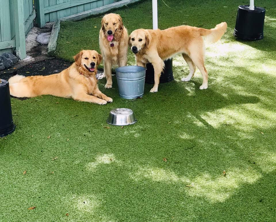 dogs at doggy day care