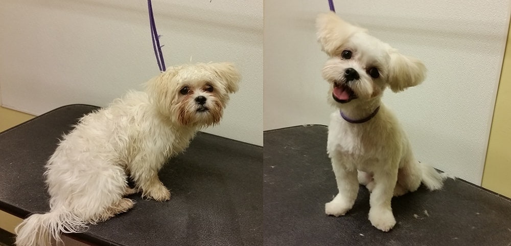 A before and after picture of a dog that is getting groomed.