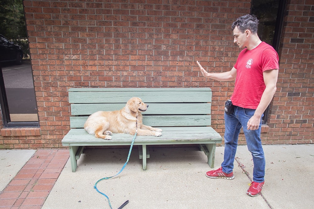 dog laying on bench