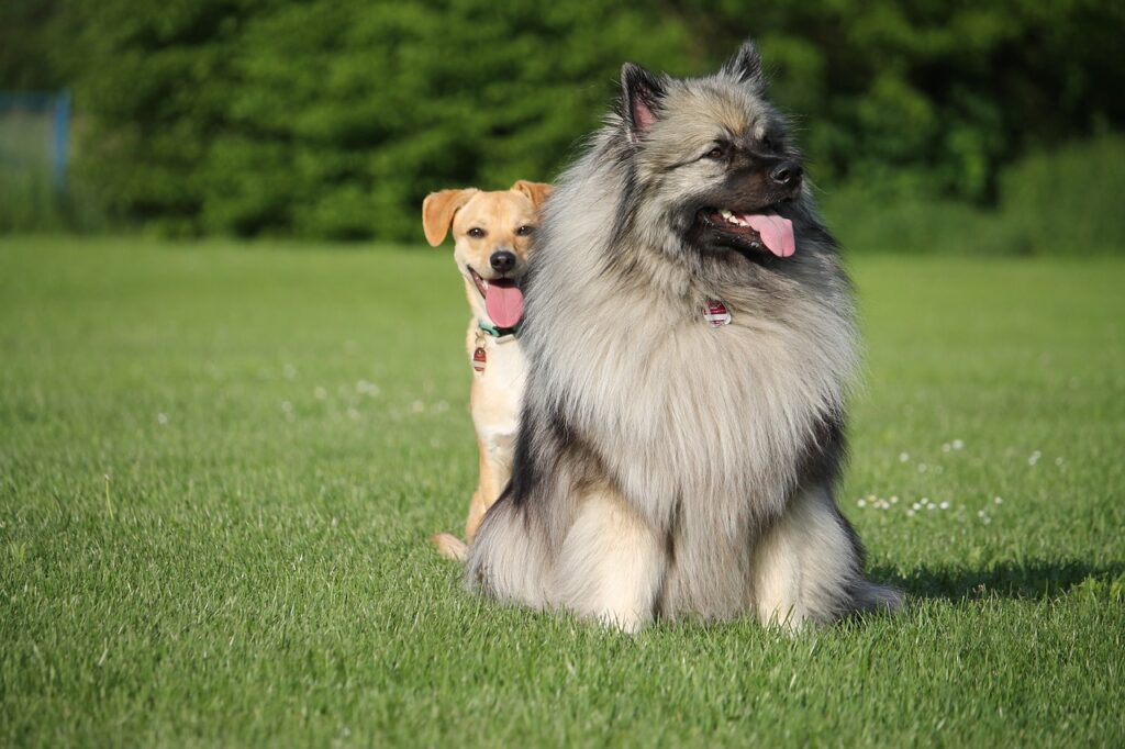 dog hiding behind bigger dog