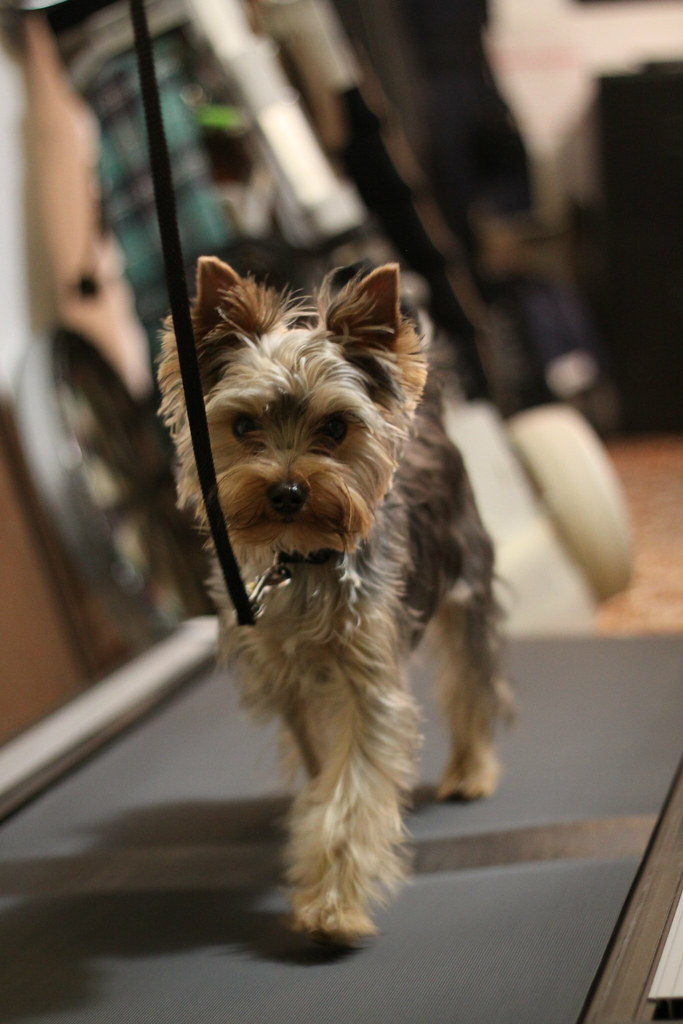 yorkie on treadmill